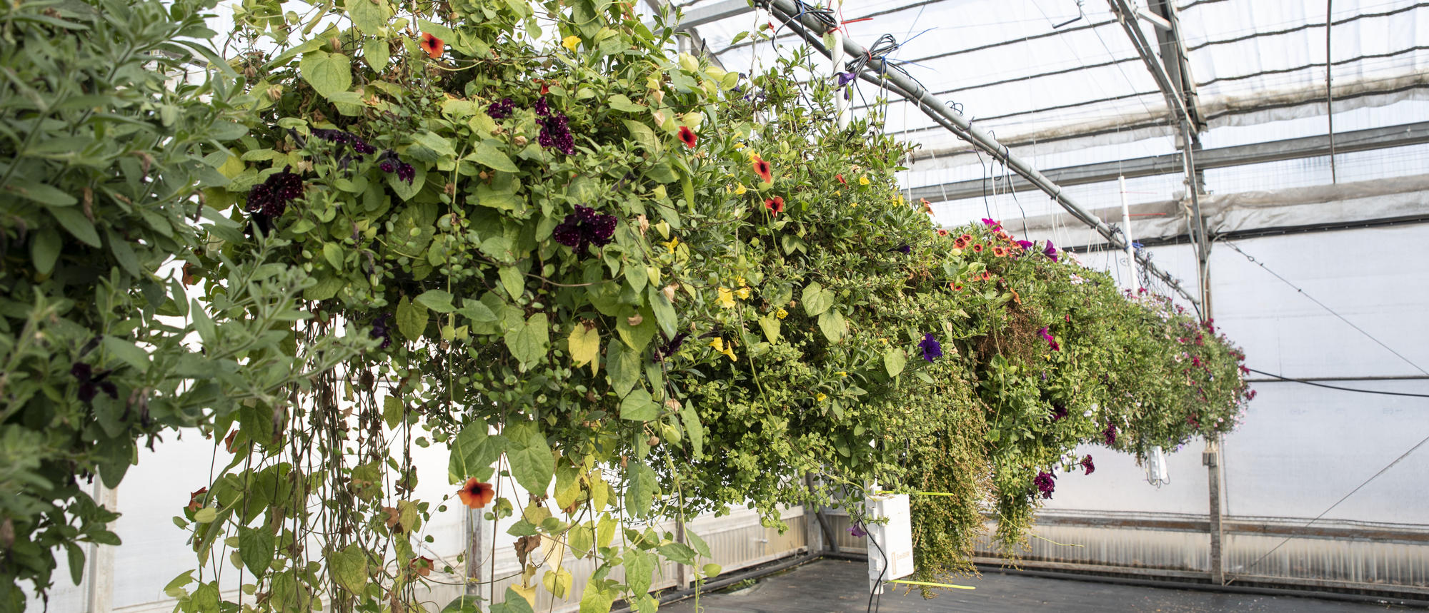 hanging baskets in a greenhouse
