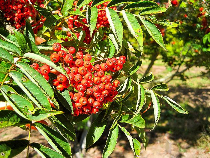 Mountain ash leaves and berries