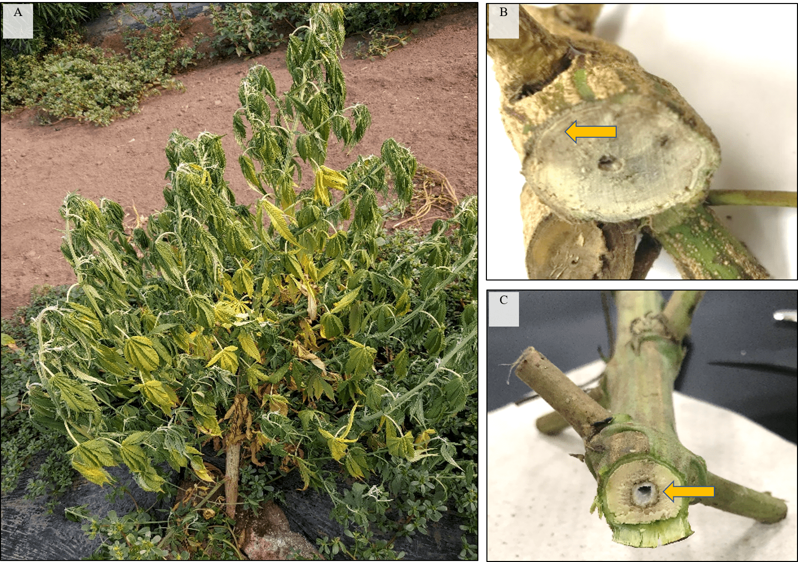 A series of three photos show a wilted hemp plant and two cross-section views of an infected stem that show discoloration of vascular tissues.