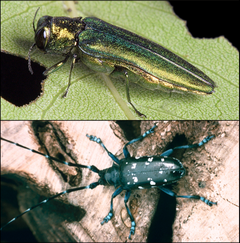 Emerald ash borer (top) and Asian longhorn beetle (bottom)