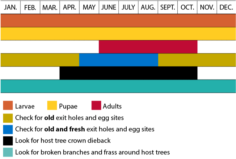 calendar showing stages of insect and times of activity