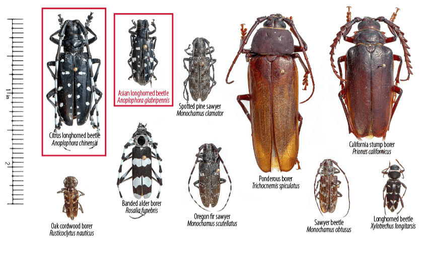 variety of insects that resemble asian longhorned beetle