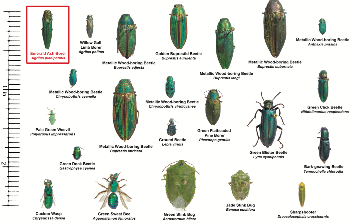 other insects resembling the emerald ash borer