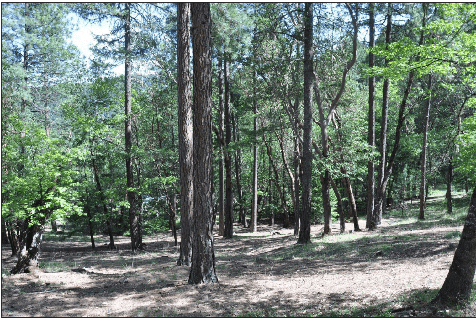 cleared area of understory in forest with tall trees remaining
