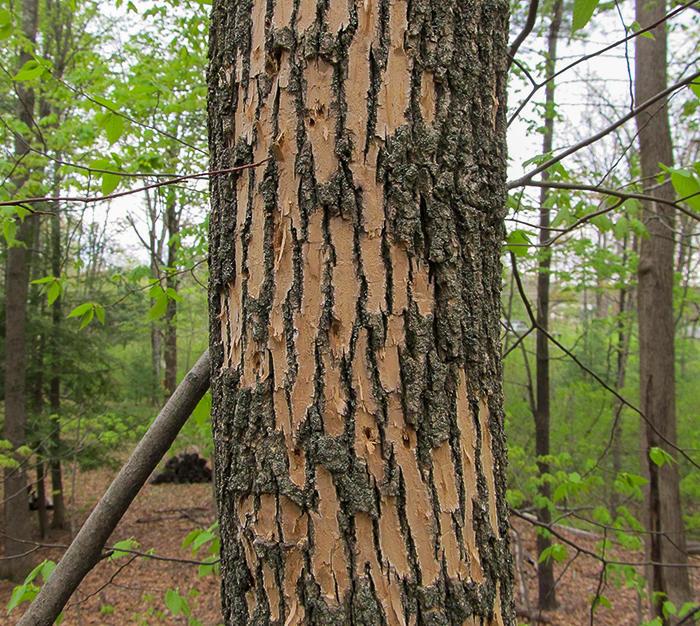 bark has been flaked away from tree trunk