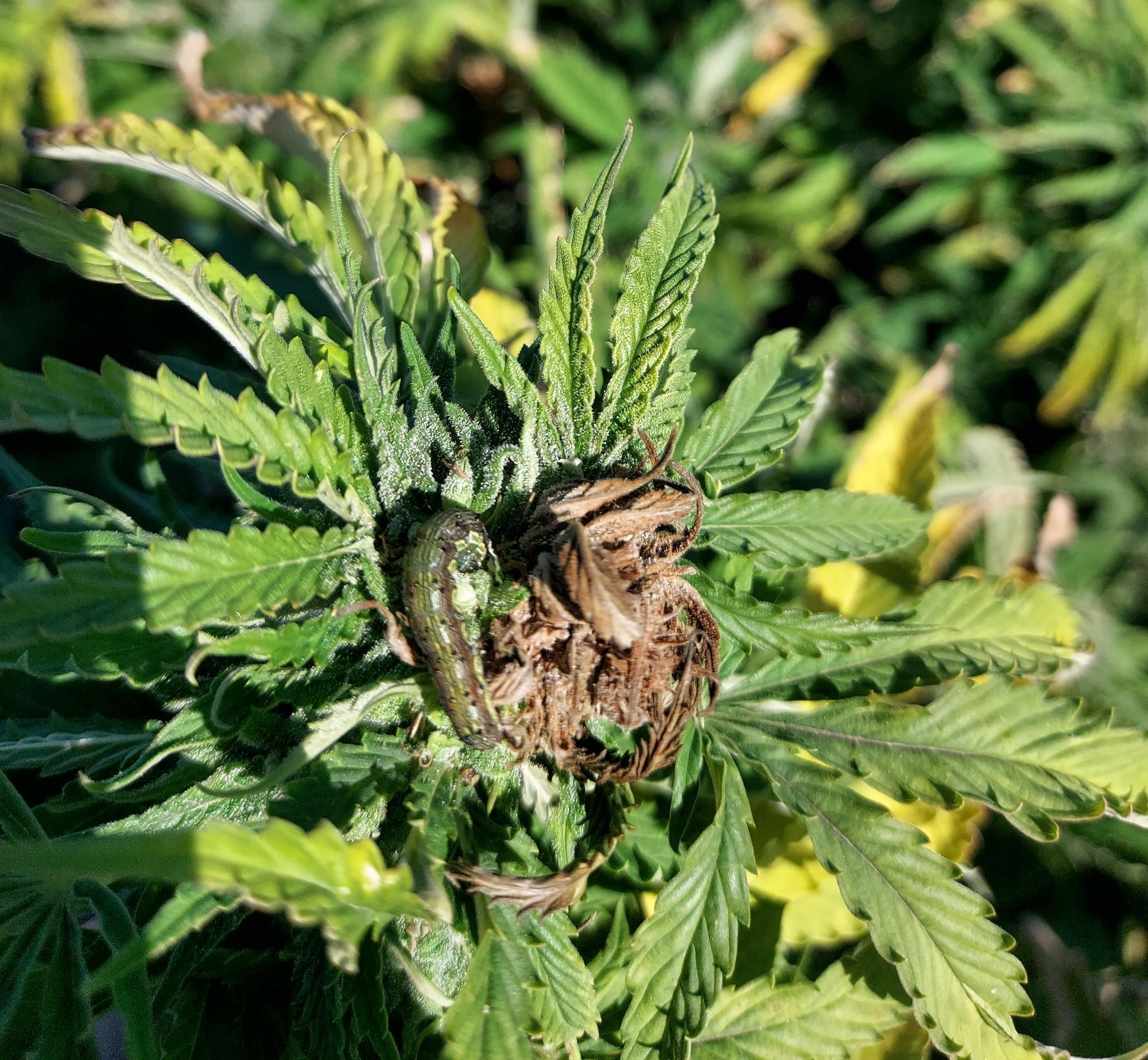A corn earworm is shown on a hemp bud as well as damage it has inflicted.in the form of brown, dead foliage.