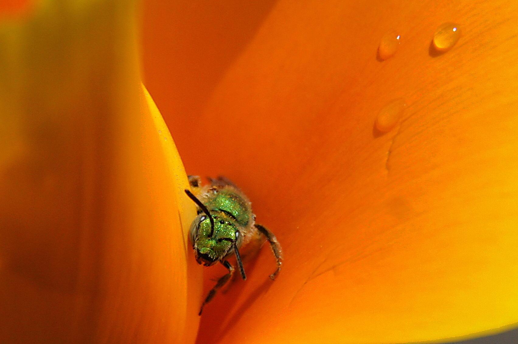 a green sweat bee inside a California poppy