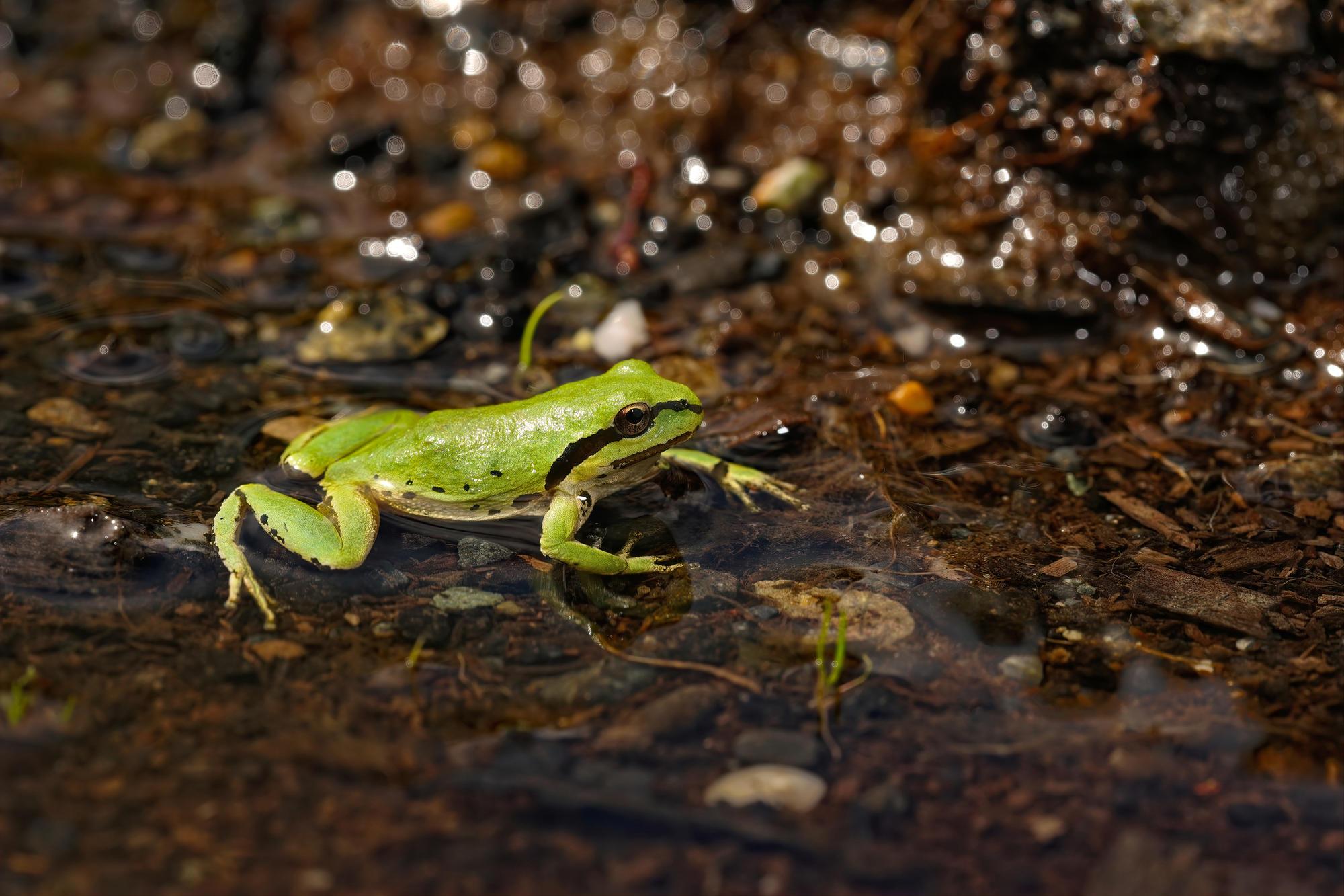 A pacific tree frog in a puddle of water.