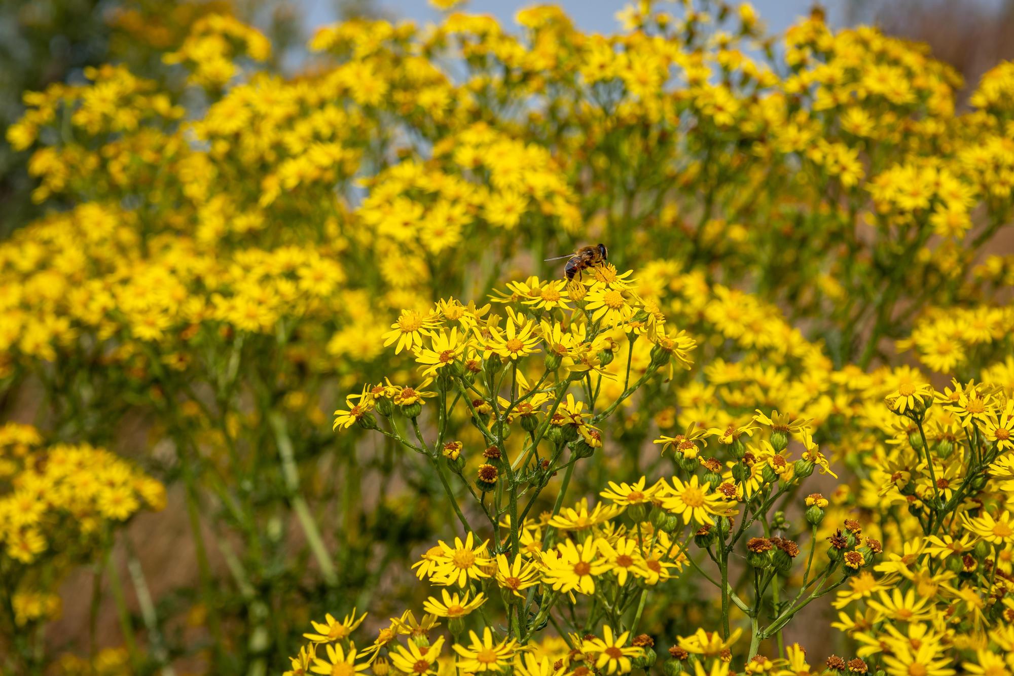 A bee on a cluster of yellow tansy ragwort flowers.