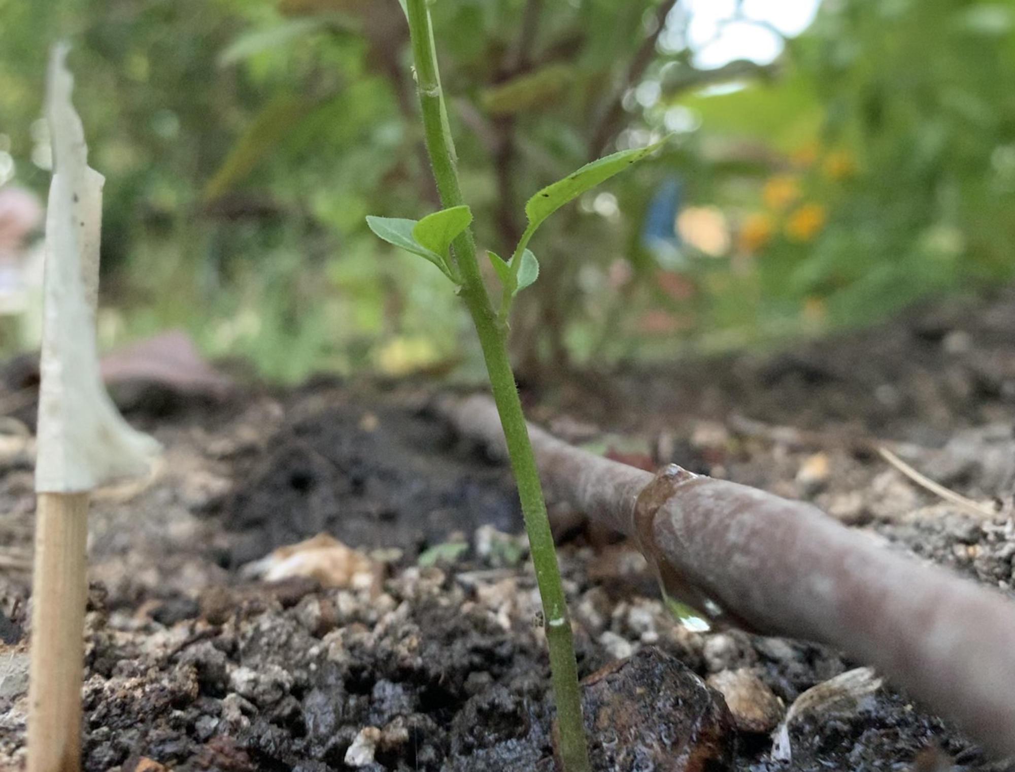 Drip irrigation on a pepper plant