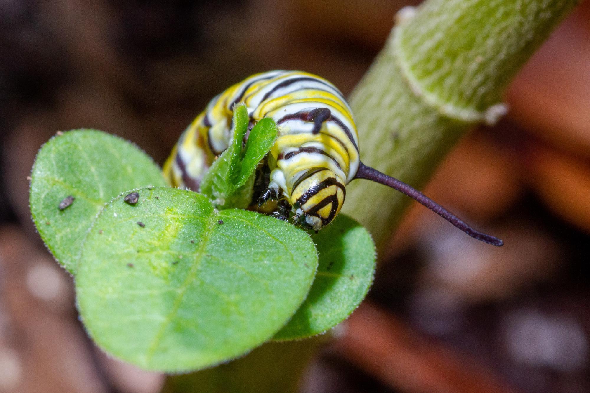 A monarch caterpillar eating milkweed.