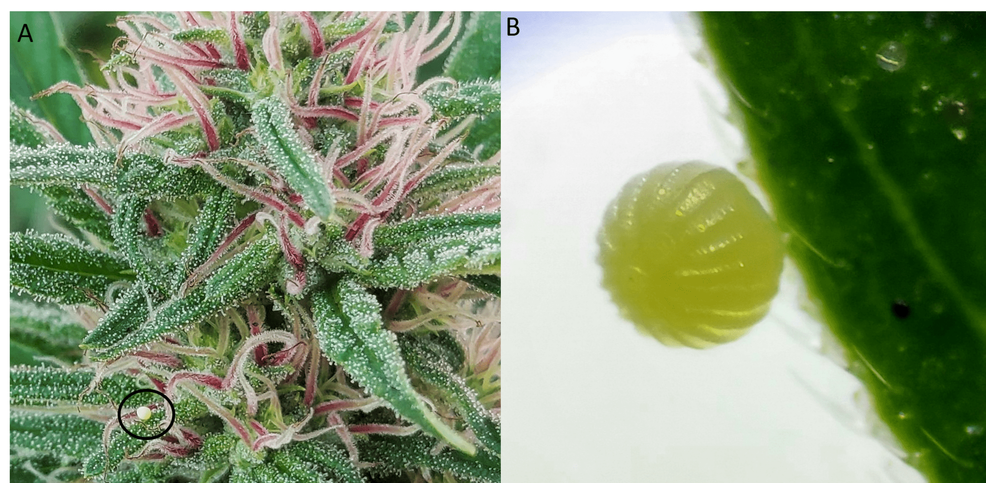 Two photos side by side show an corn earworm egg on a hemp plant and a magnified view of the egg.
