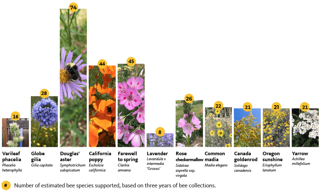10 native flowers and the number of bee species detected on each, as compared to lavender. Douglas' aster attracted the widest variety; lavender the least.