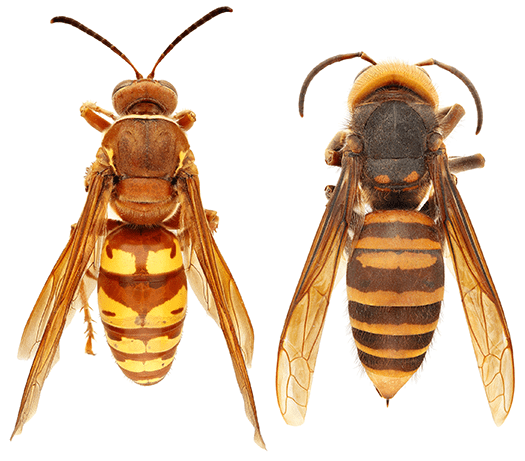 An image comparing the Western Cicada Killer and the Northern Giant Hornet.