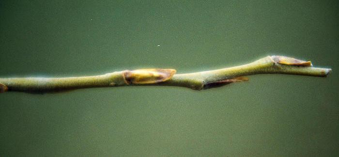 willow twig