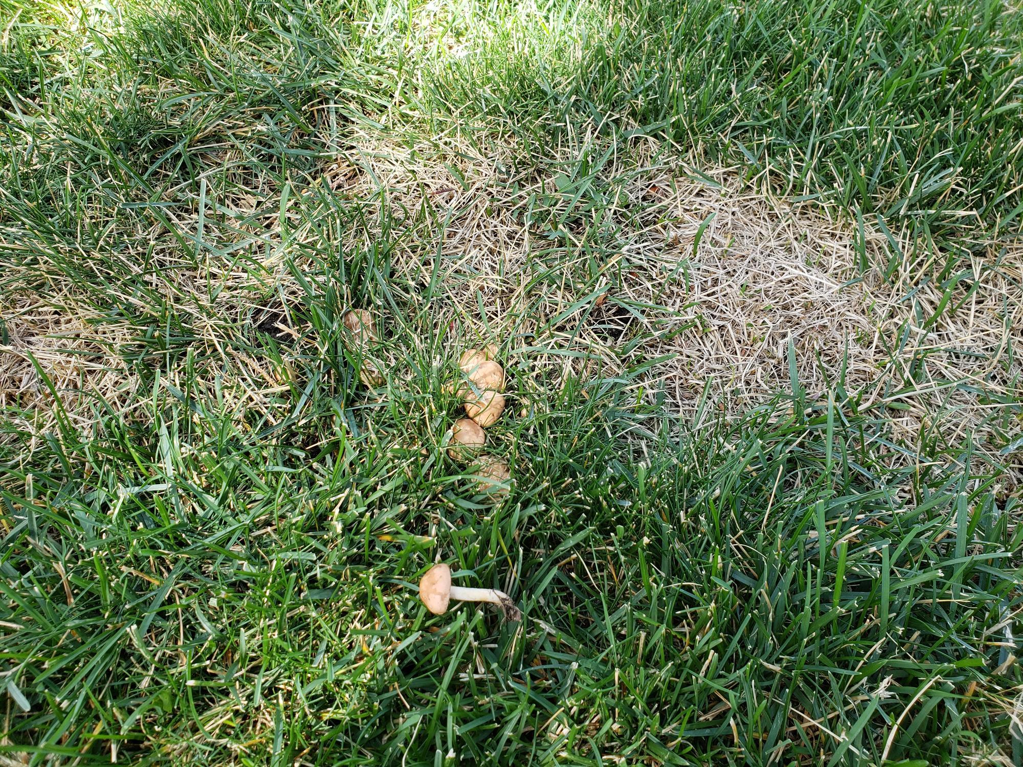 An image of a green lawn with a ring of dying grass and mushrooms growing in it.