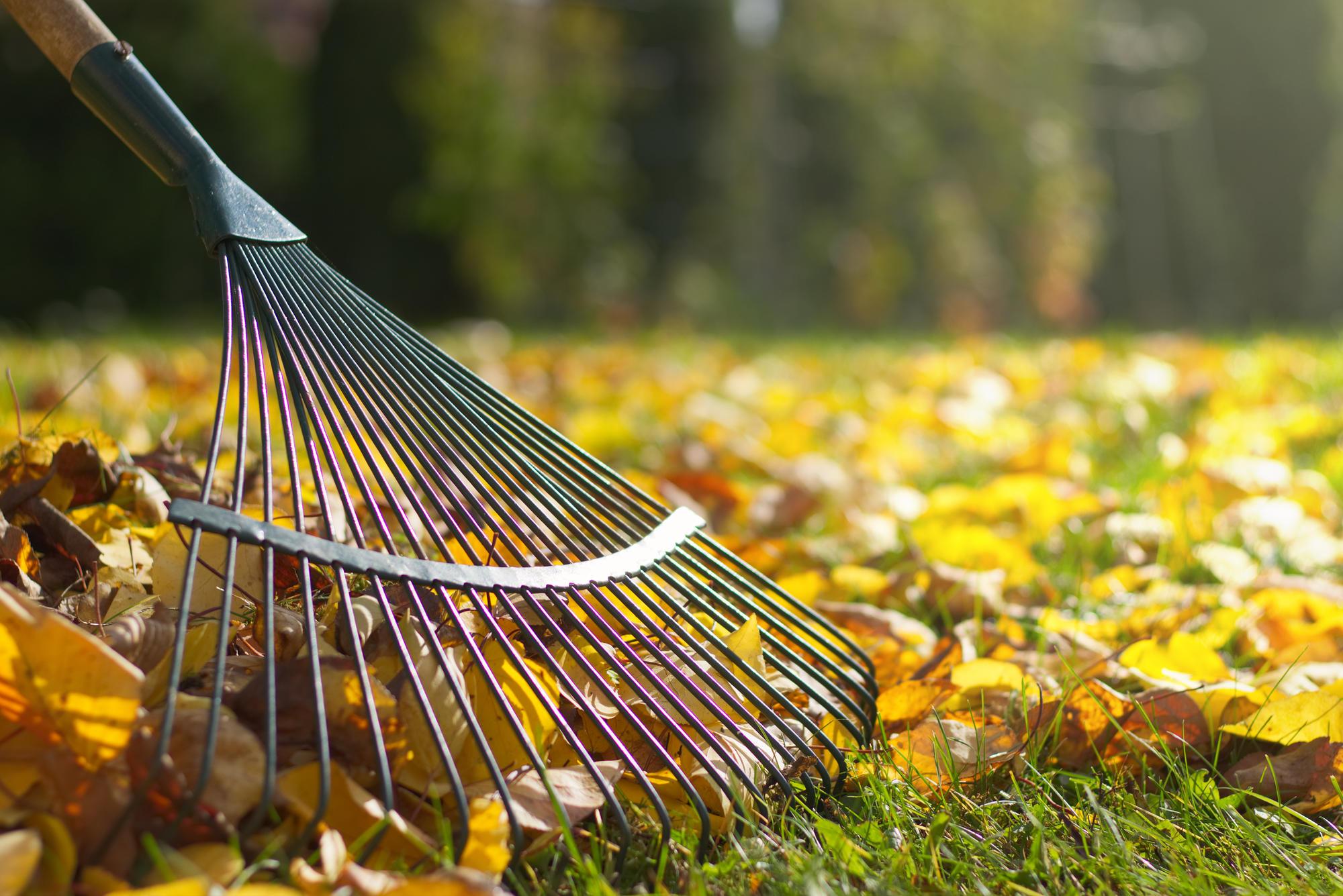 A rake in a pile of leaves.