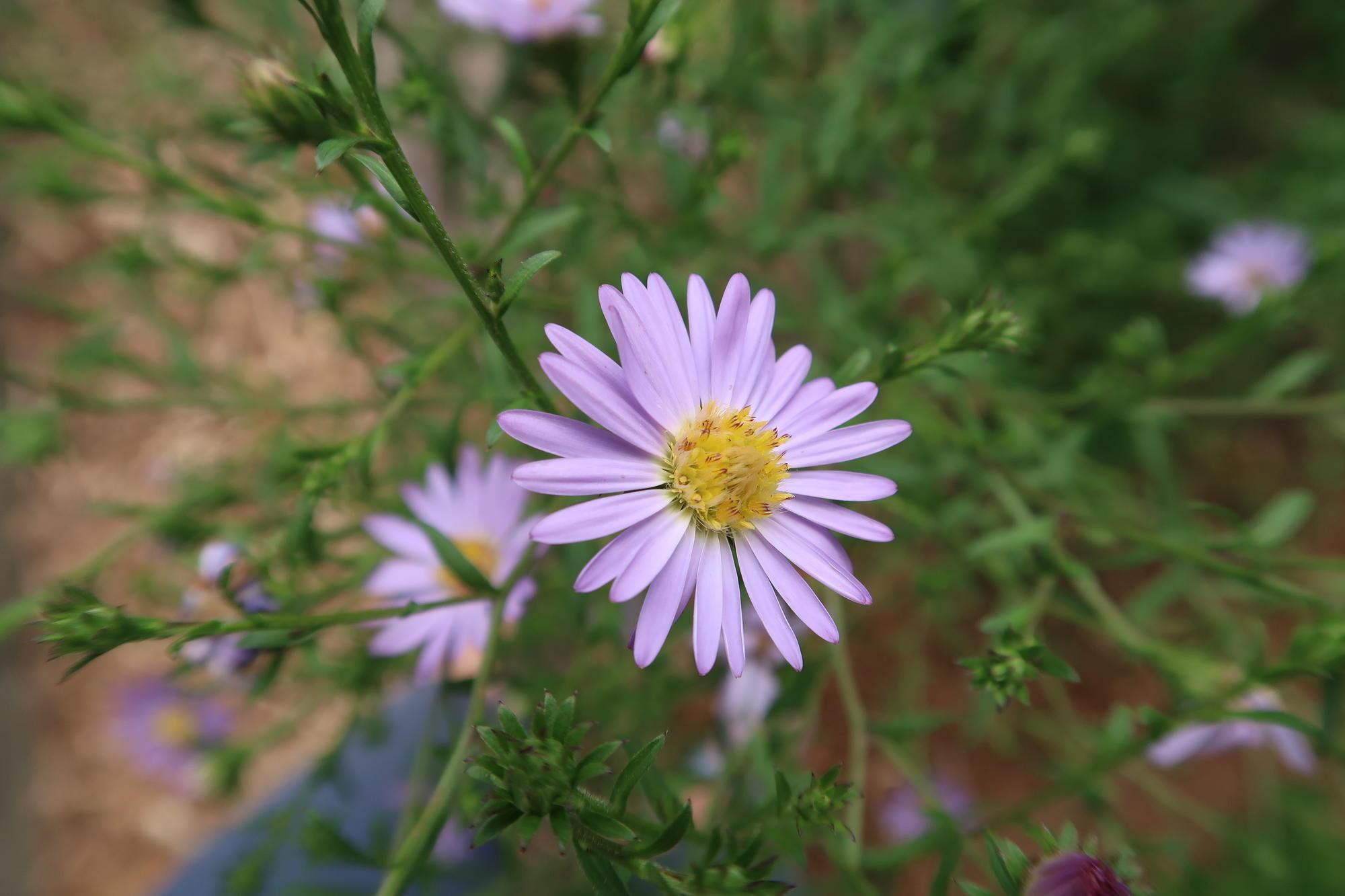 light purple daisy-like flower with small yellow center. Several petals overlap in ray.