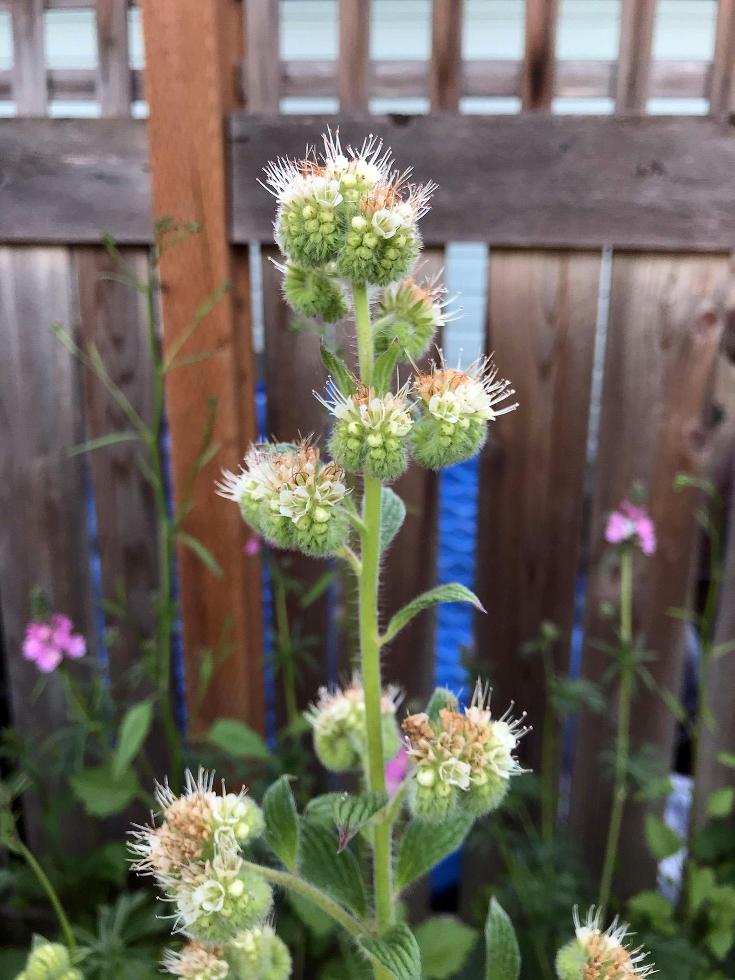 fuzzy green plant with nondescript white scorpiod flowers