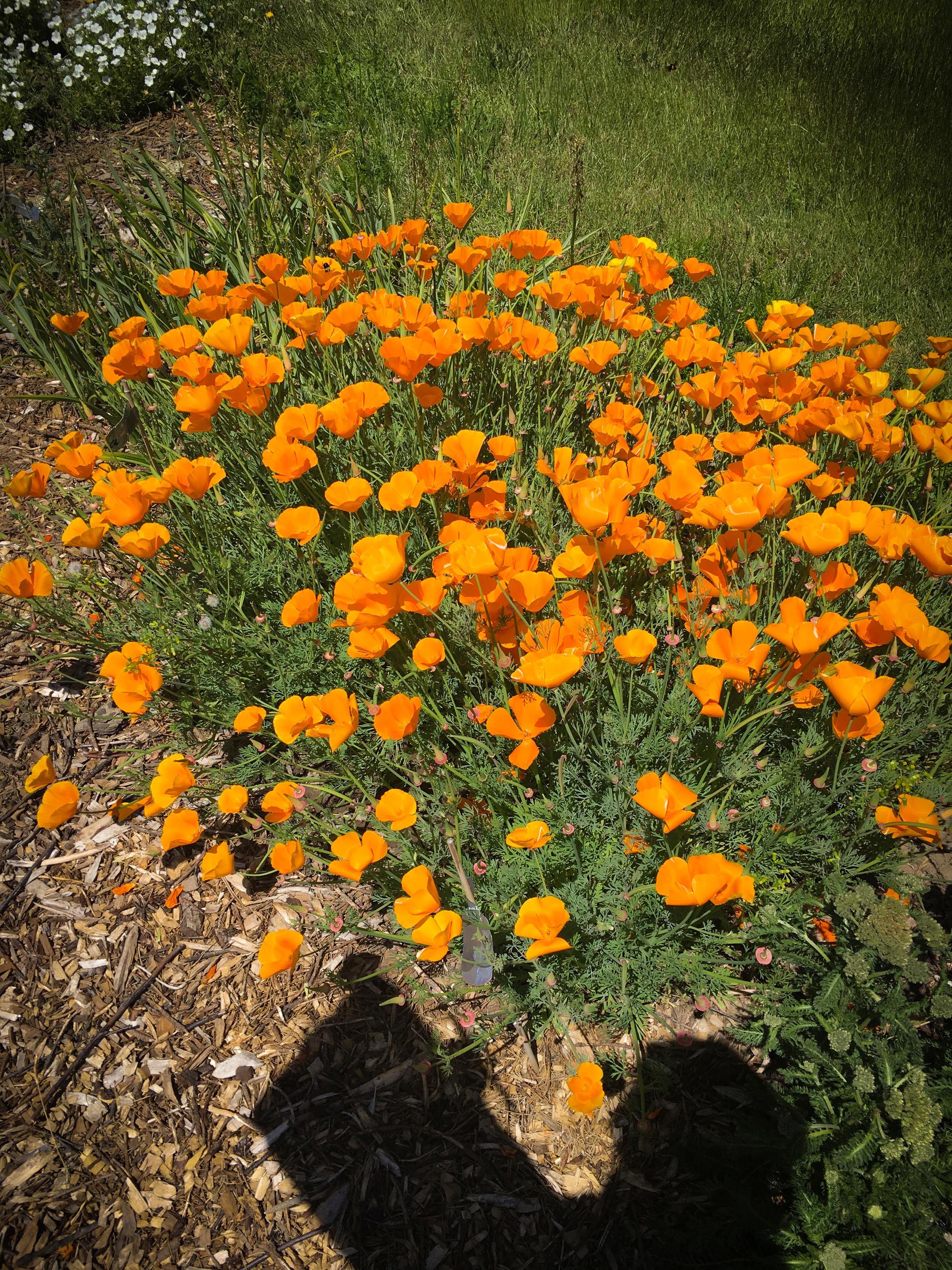 several bright orange flowers