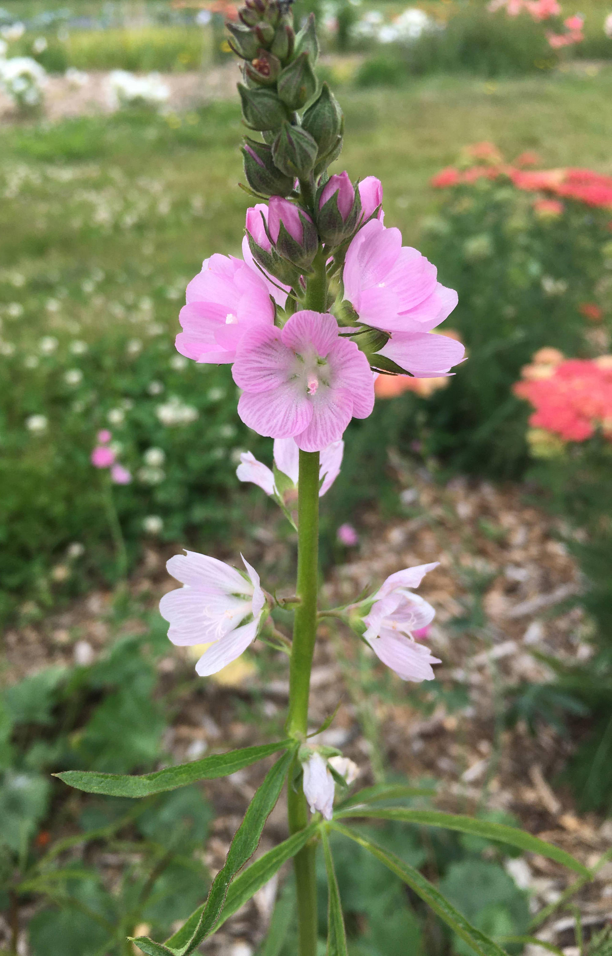 tall flower spike with pink blooms unfolding toward the top