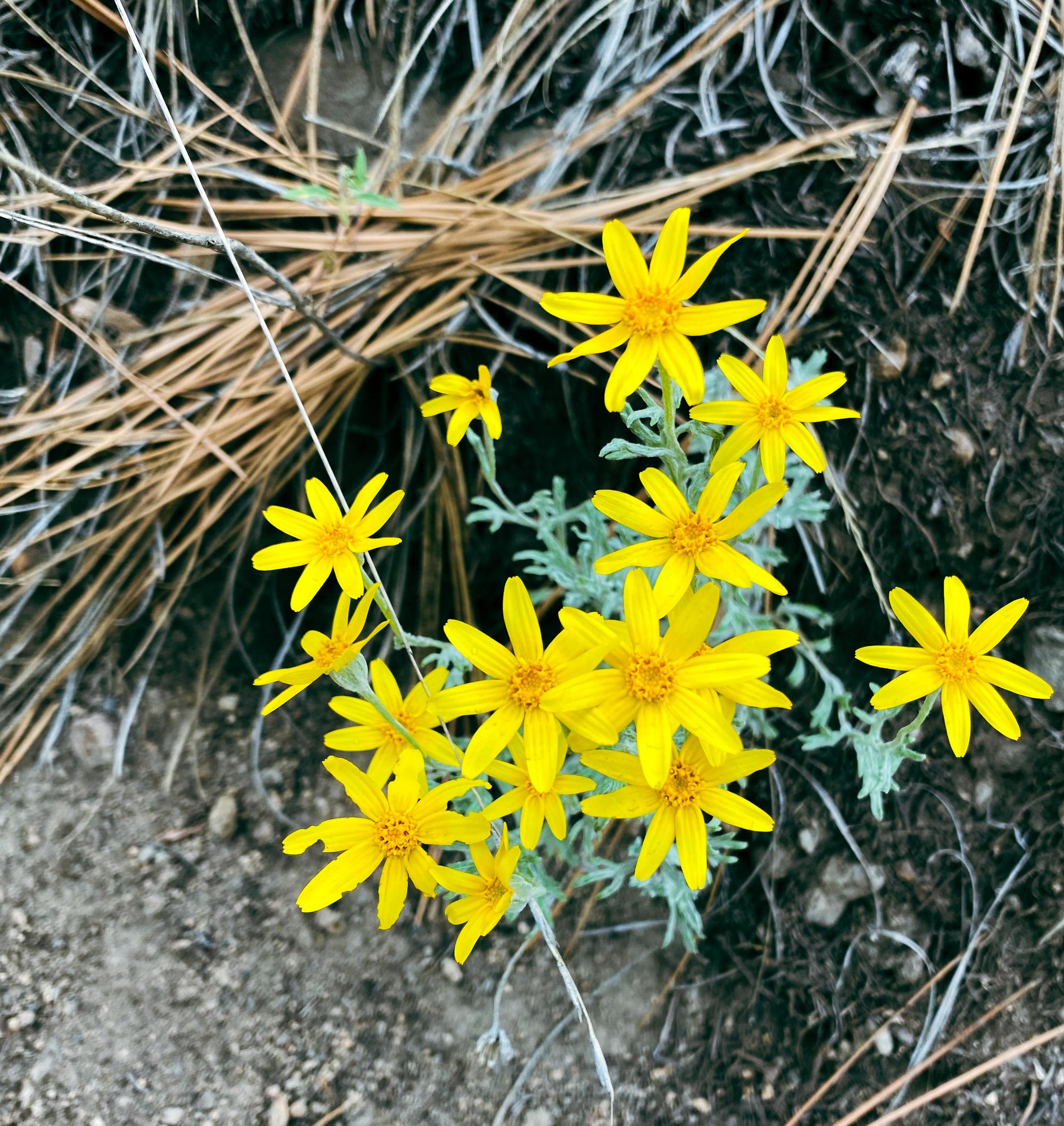 grey foliage and many bright yellow composite flowers