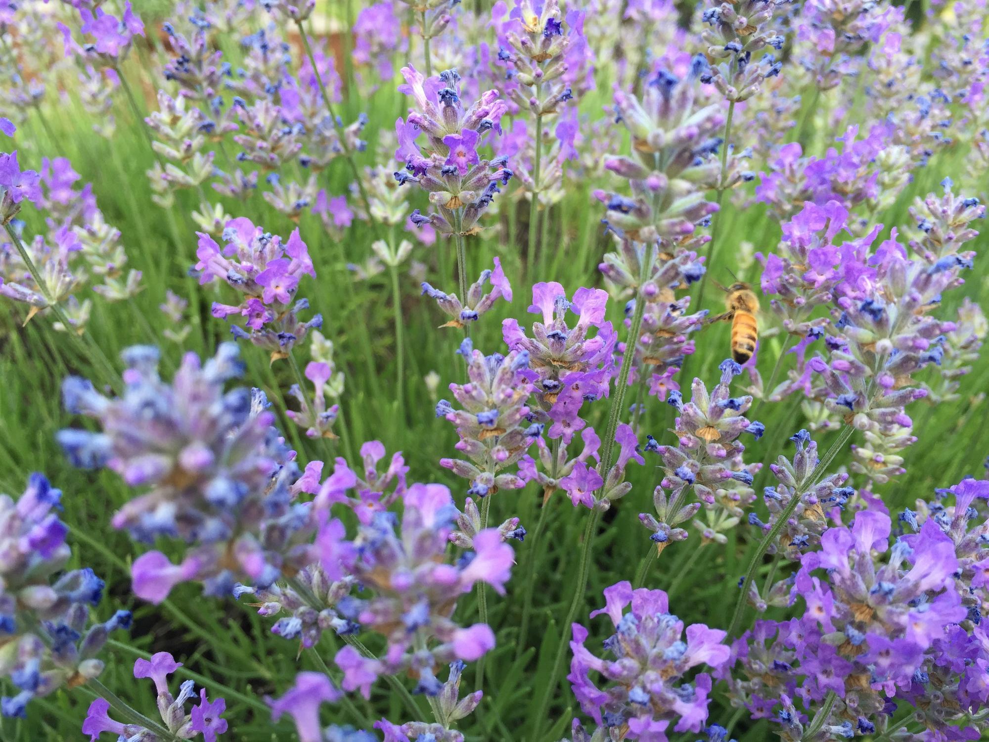 bee on purple flowers