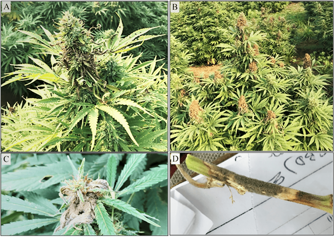 A four-part composite photo shows the affects of gray mold. At upper right is a hemp bud with brown tissues caused by mold. Upper left shows hemp plant with multiple infected buds. Lower left shows hemp plant with gray-brown sporulation. Lower right shows a stem damaged by Botrytis.