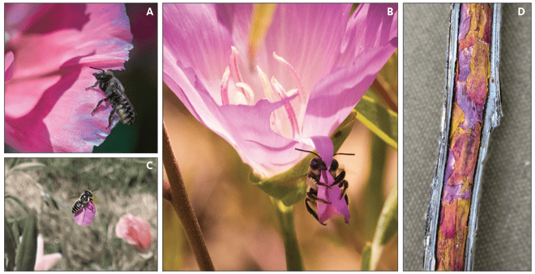 A and B: Leafcutter bees cut discs from petals of a Clarkia amoena cultivar. C: A leafcutter bee carries a petal disc to its nest. D: A leafcutter bee nest in a sunflower stalk, where petals are rolled into a cigar shape