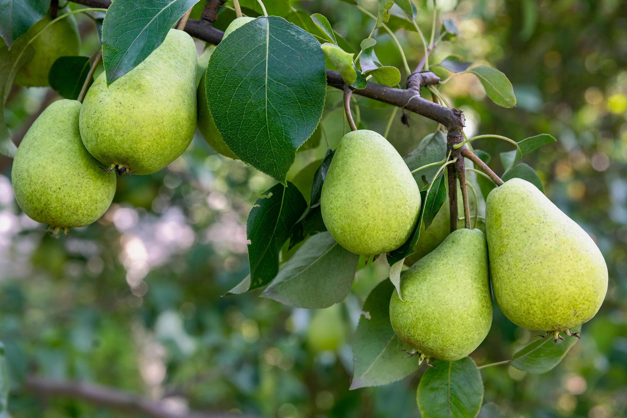 A pear tree.