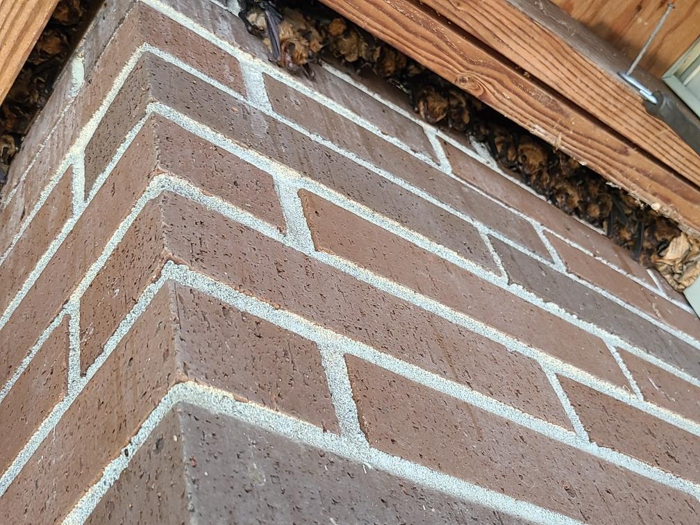 Bats hiding under a deck of an Oregon resident's home.