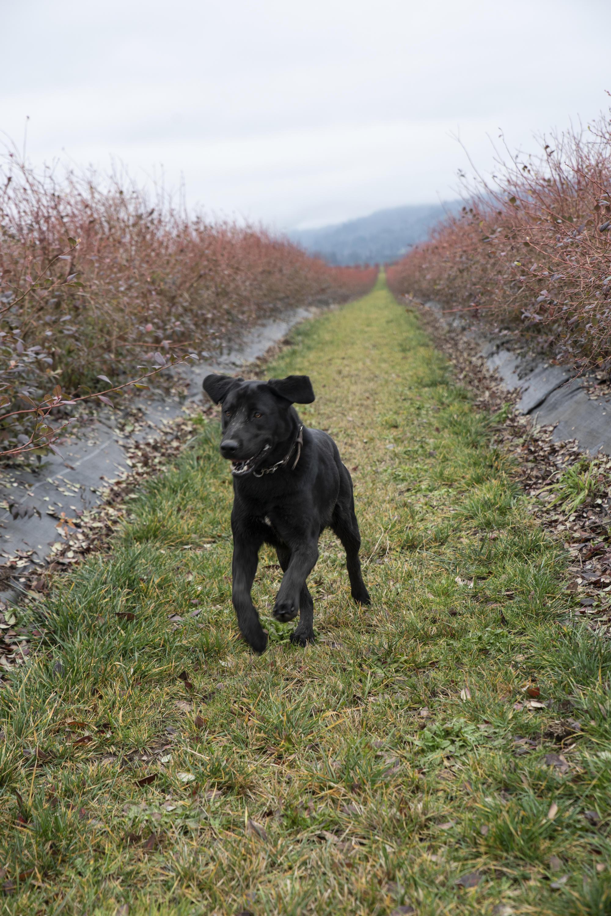 black dog running in field