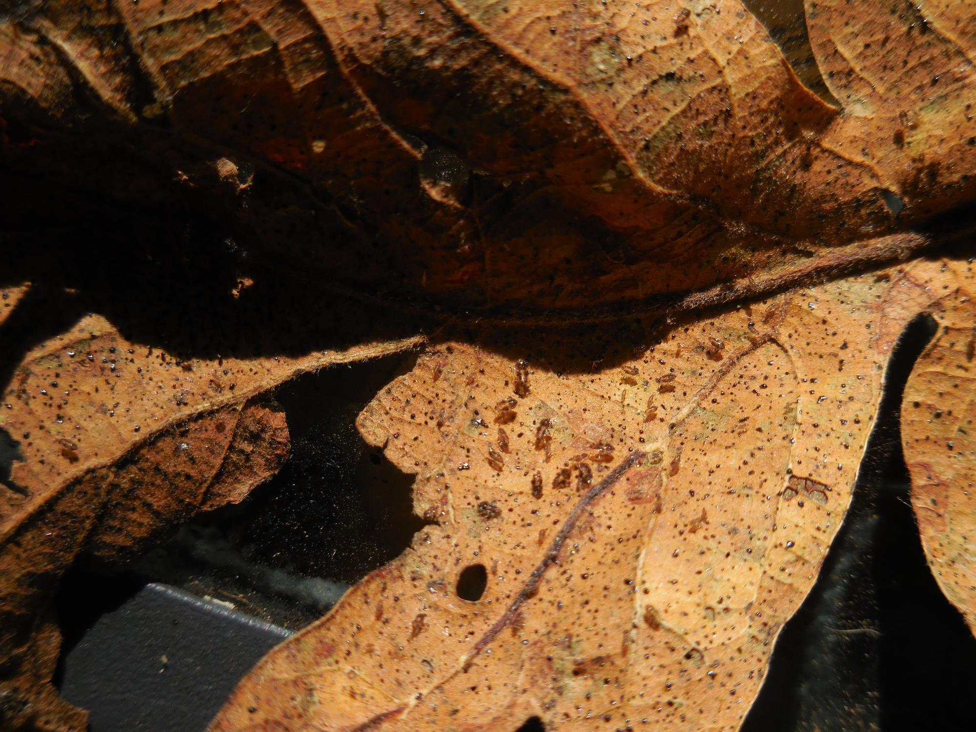 Oak Lace bug larvae on a brown oak leaf in Beaverton, oregon.