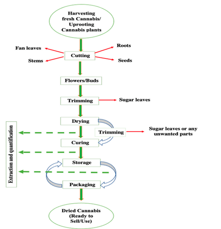 Chart shows the post-harvest processing steps for cannabis, from cutting to trimming, drying, curing, storing and packaging.