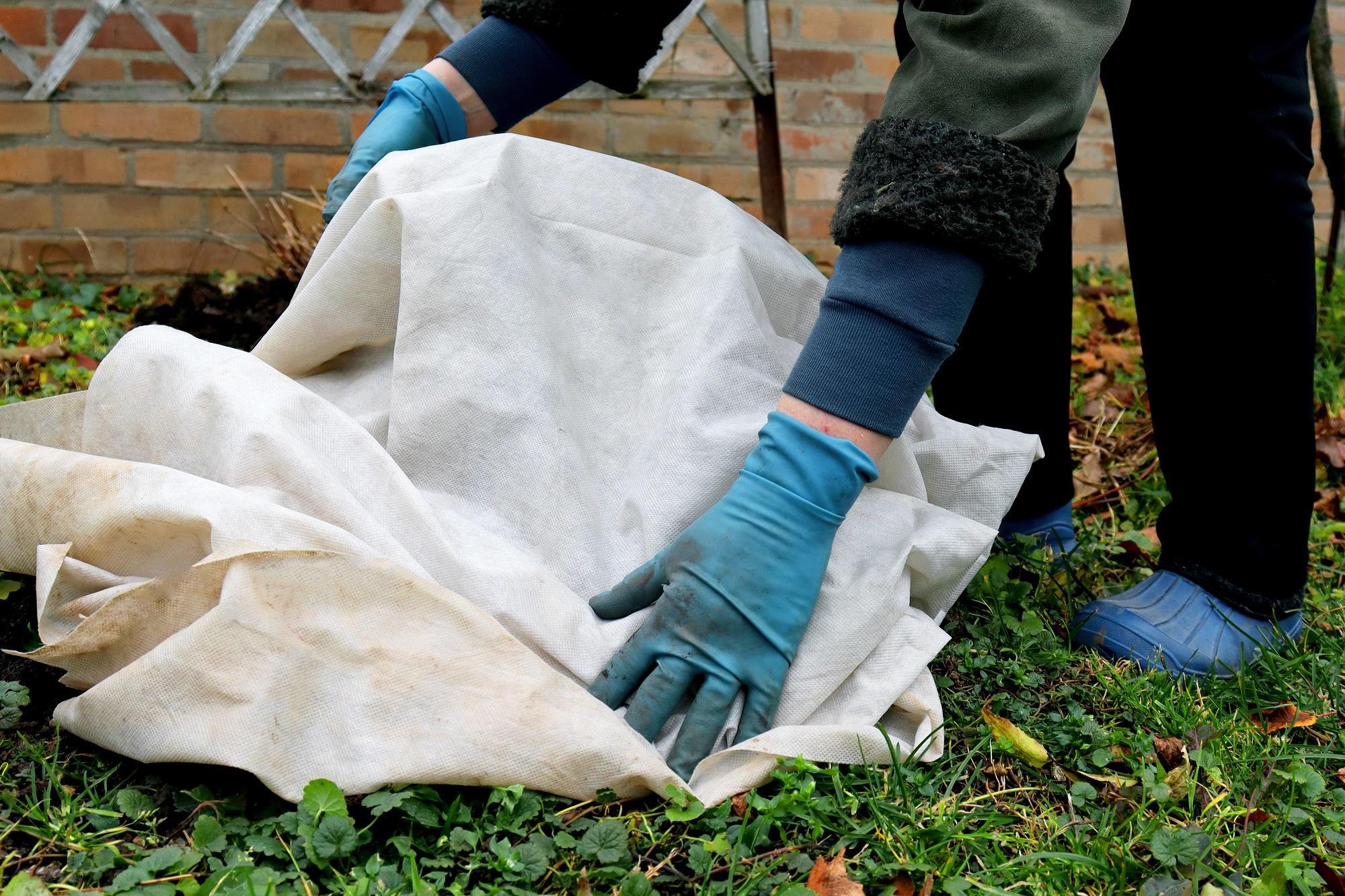 A gardener covering rose bushes with fabric to protect them from the winter temperatures.
