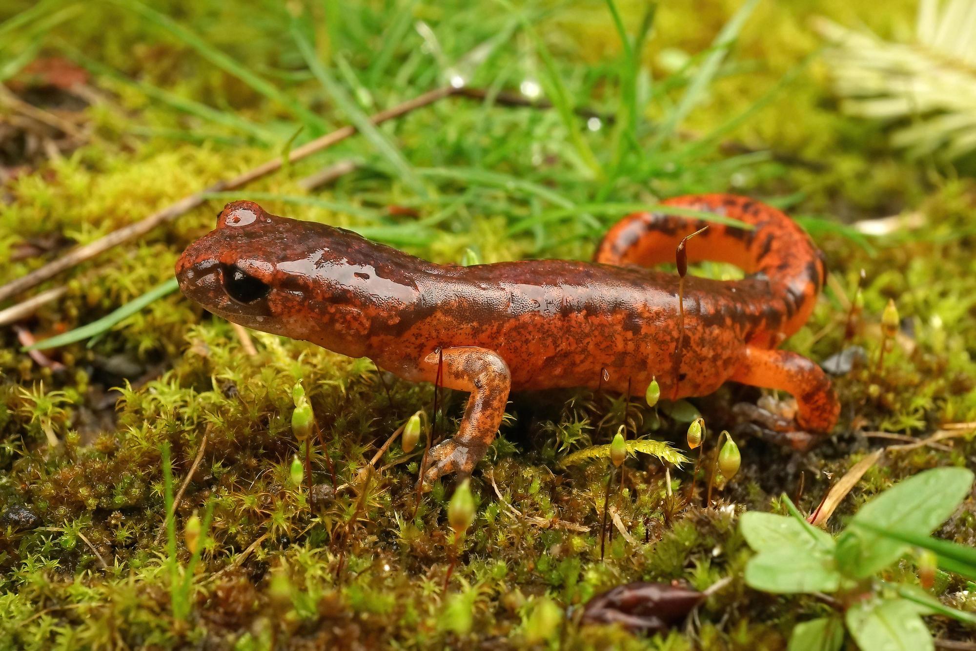 An orange newt found and photographed in Eugene, Oregon.