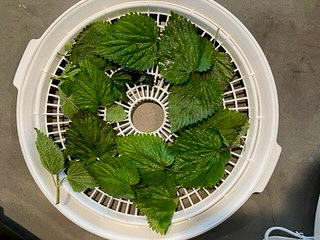 nettle leaves in a colander