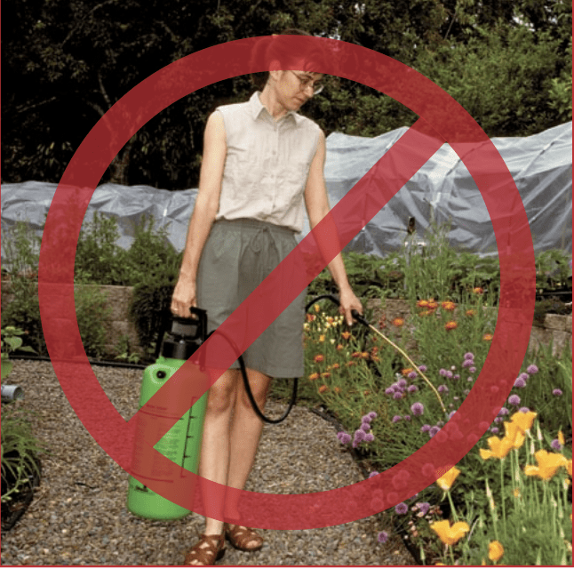 Woman spraying pesticide on plants wearing shorts and sandals