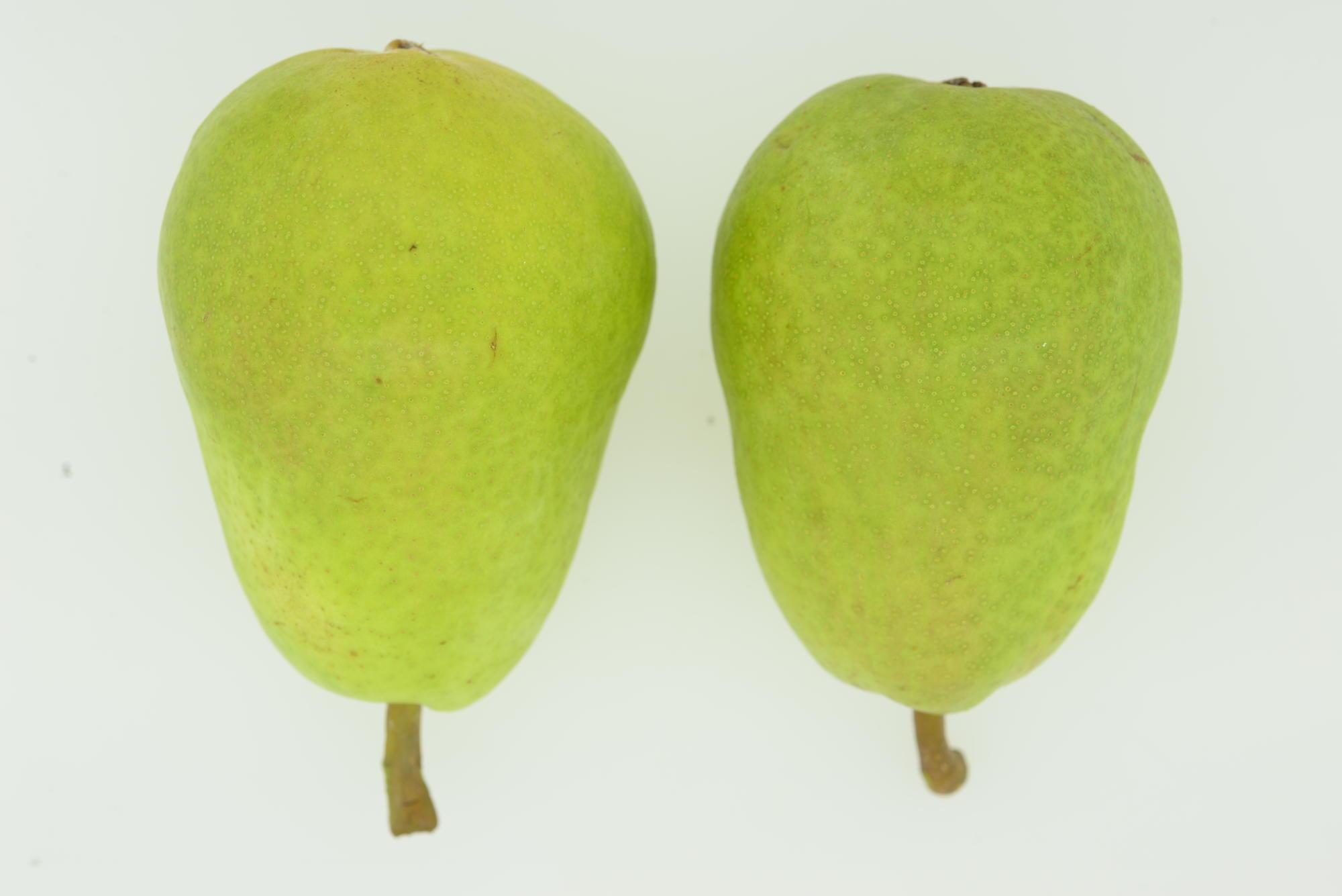 unripe green pears