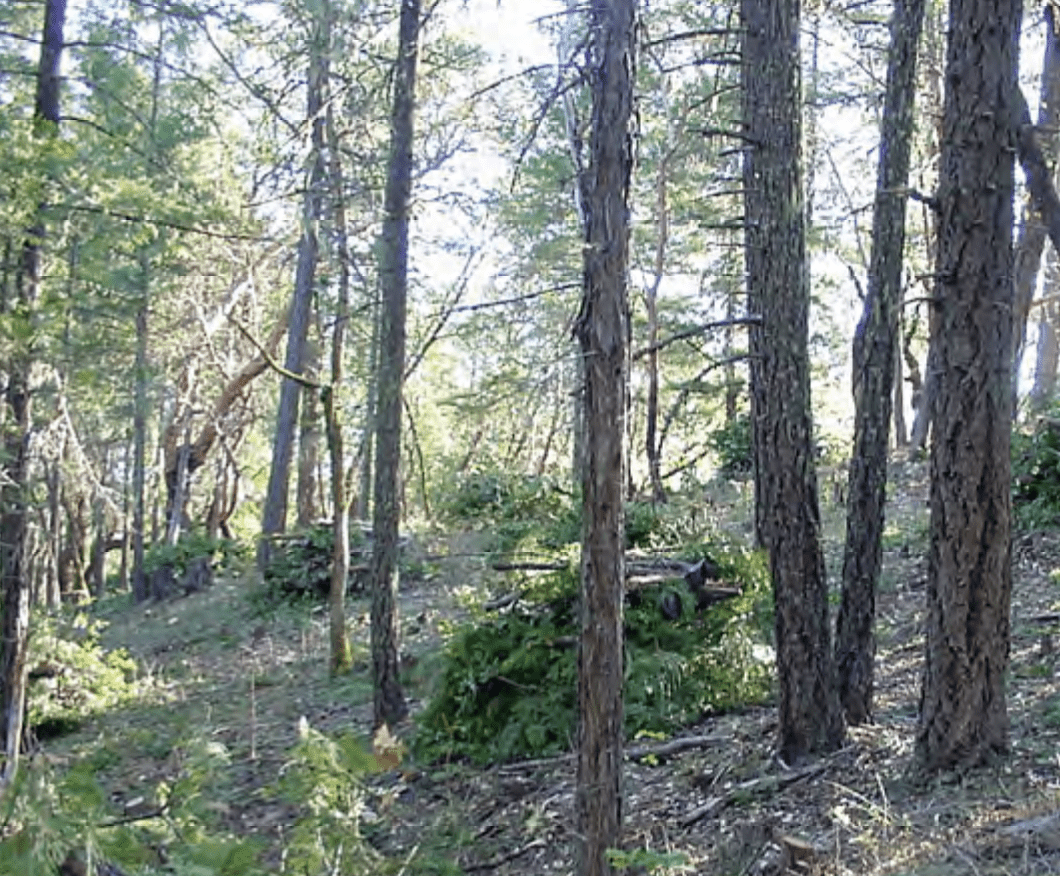 Examples of slash piles waiting to be burned. With pile burning, you have the option to cut, pile, and immediately burn (“swamper burning”), or cut, pile, cover, and burn later in the fall and winter months when the forest is moist and the pile is dry.