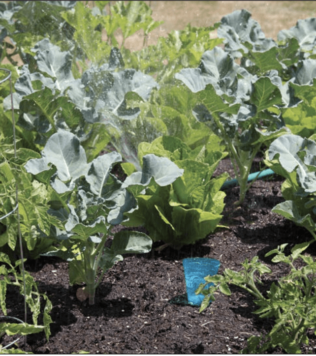 A rain gauge measures irrigation levels in a vegetable garden.