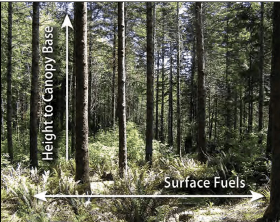 Surface vs canopy fires