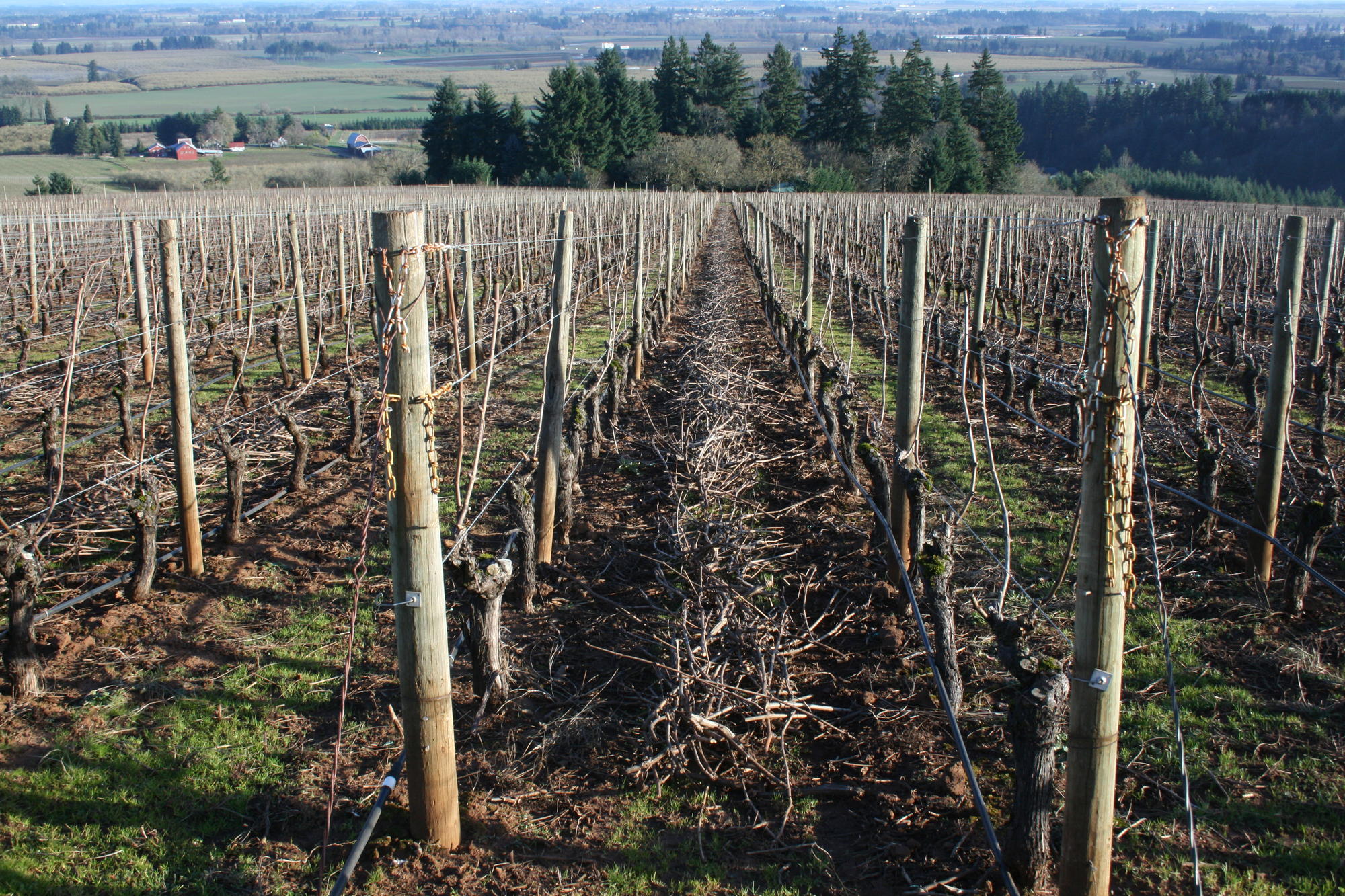 A vineyard worker removes the canes from the trellis while pruning grapevines and places the dormant canes in the alley.