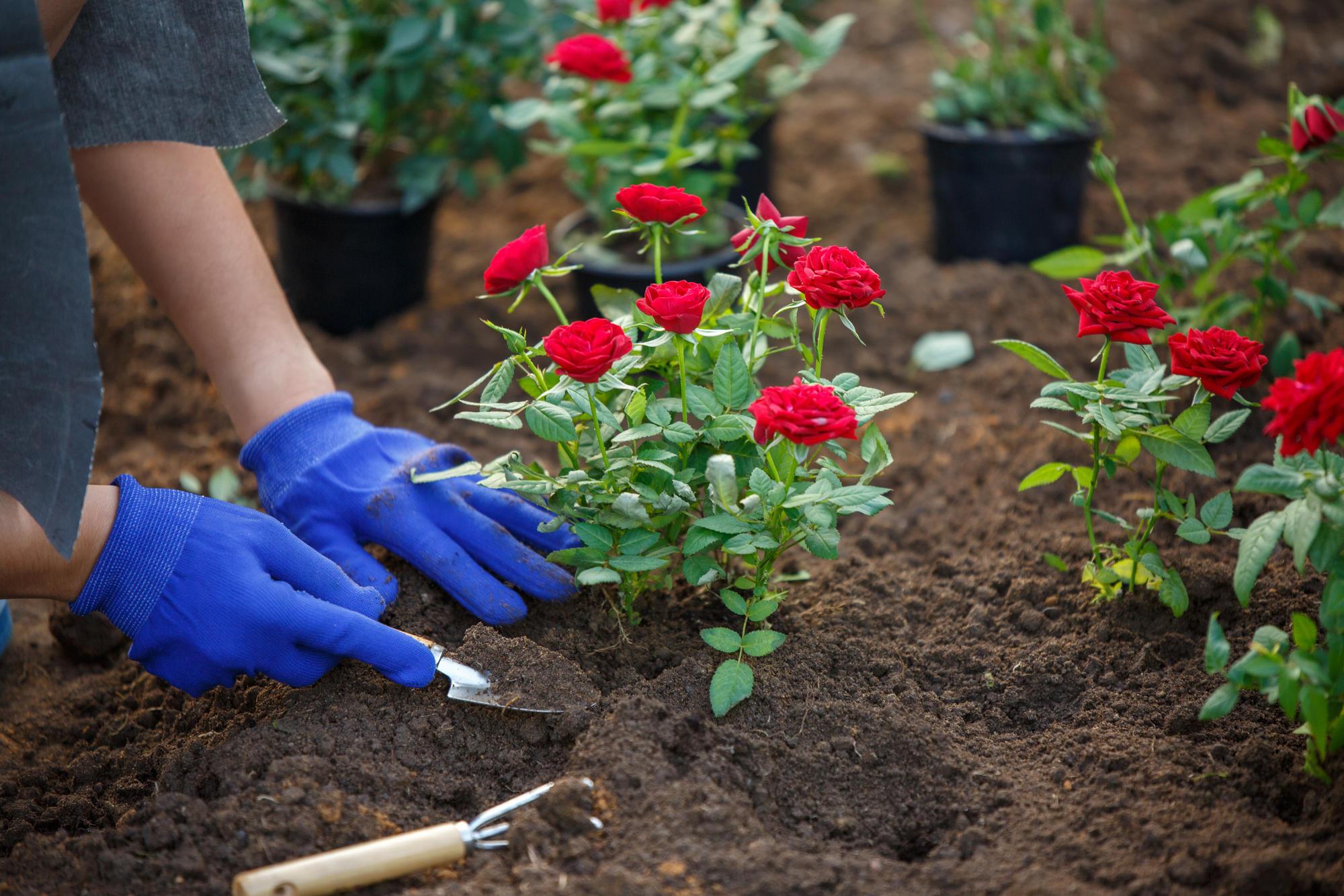 A gardener planting roses in their soil.