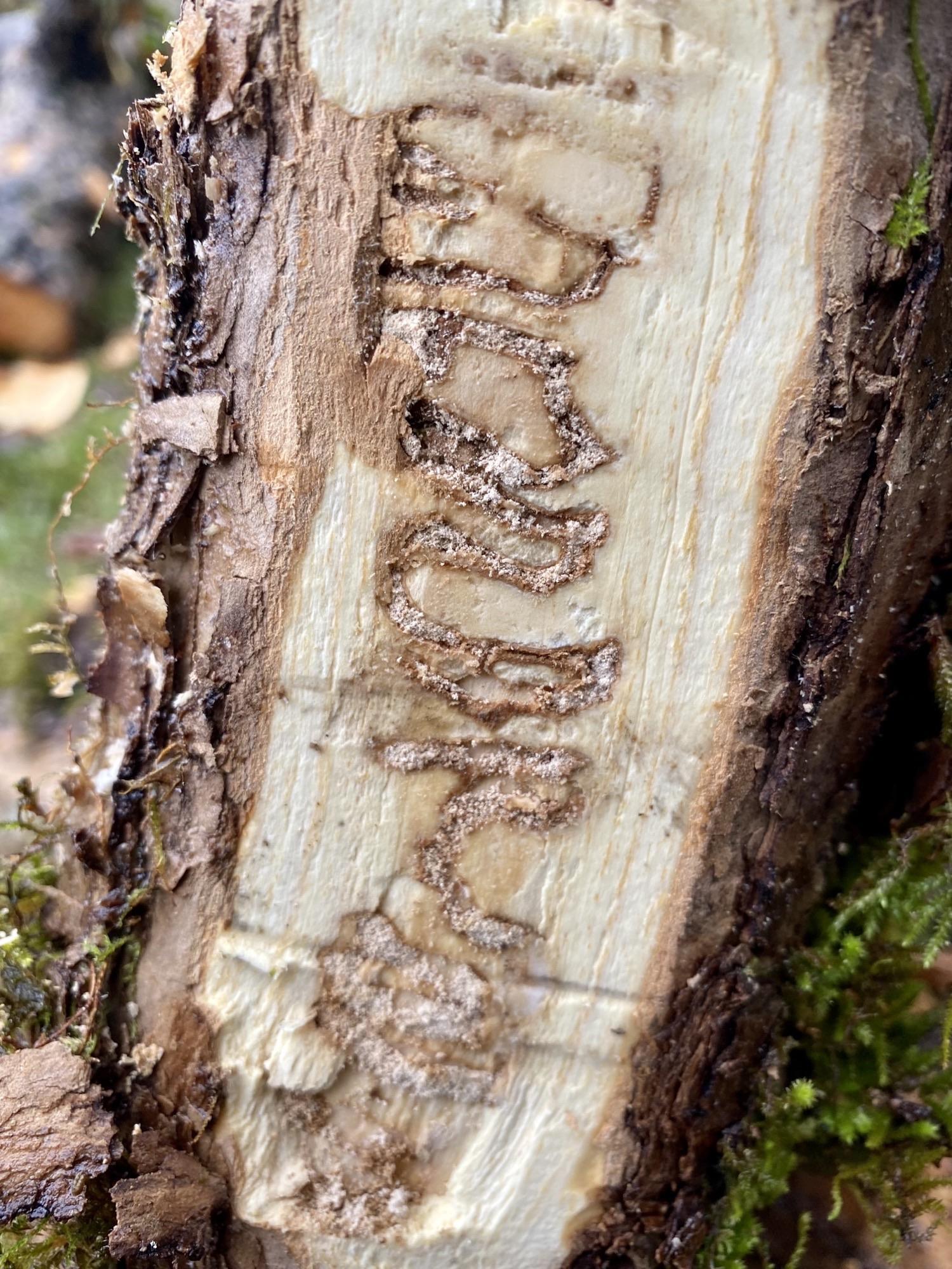 Emerald ash borer damage inside an ash tree