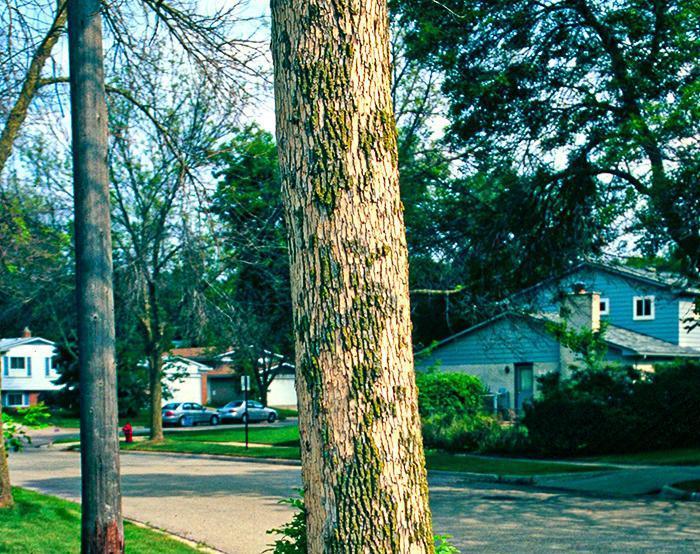 street tree with flaky bark