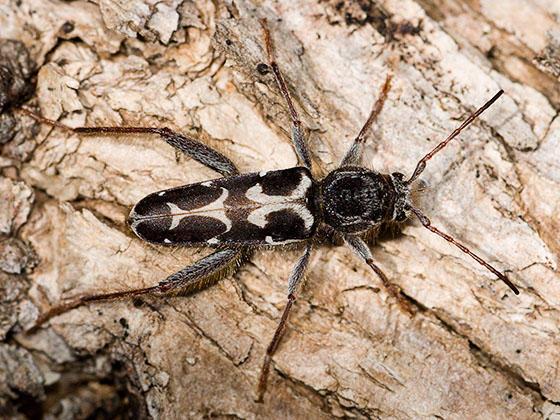 long black beetle with white markings on tree bark