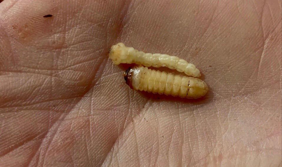 skinny larva and fat larva in palm of hand