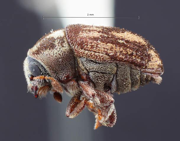 fuzzy beetle magnified
