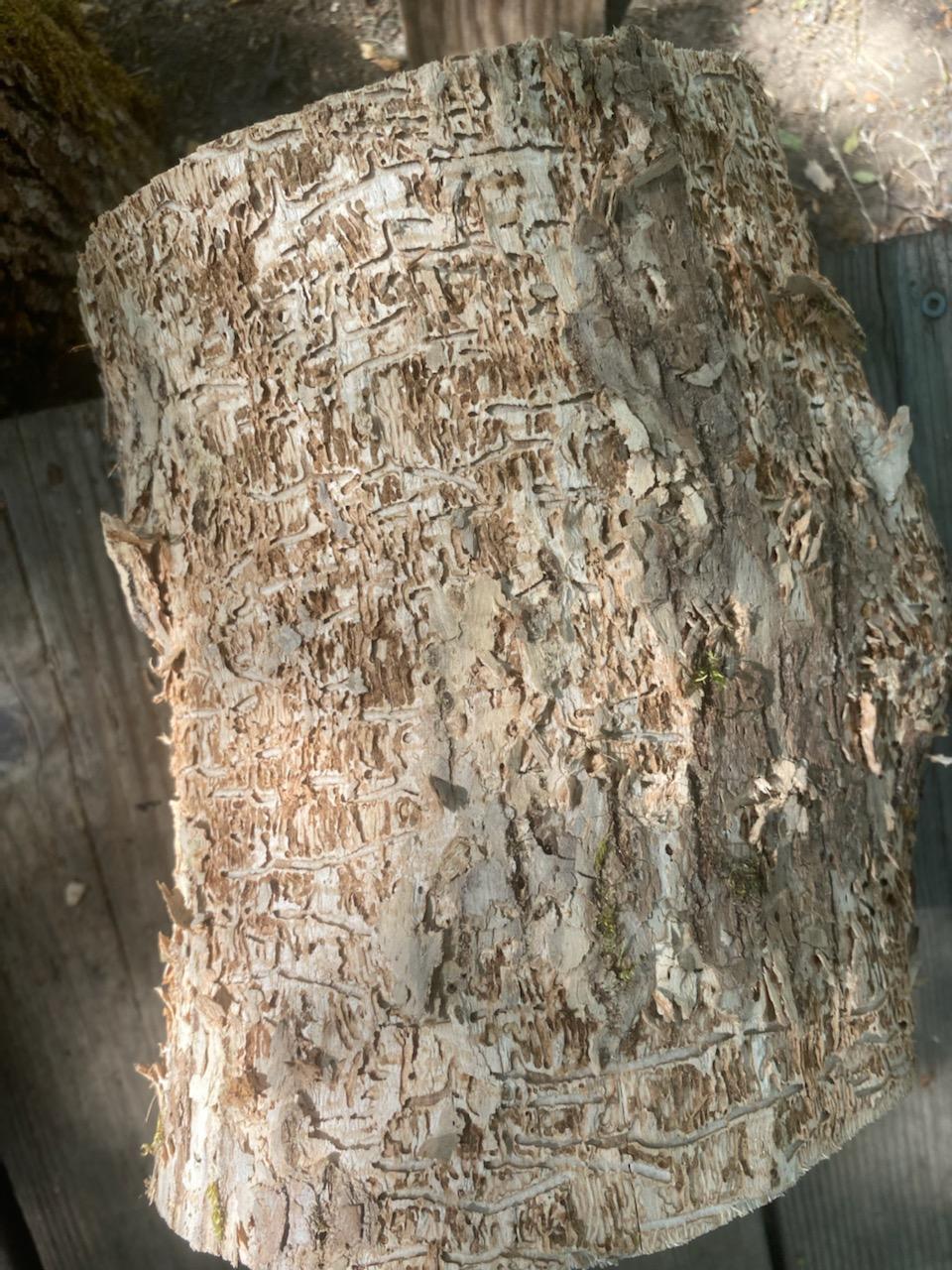 horizontal lines in section of tree trunk